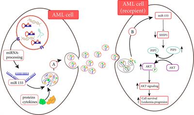 Extracellular Vesicles in Acute Leukemia: A Mesmerizing Journey With a Focus on Transferred microRNAs